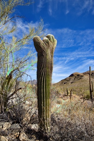 Sabino Canyon - Tucson, AZ.